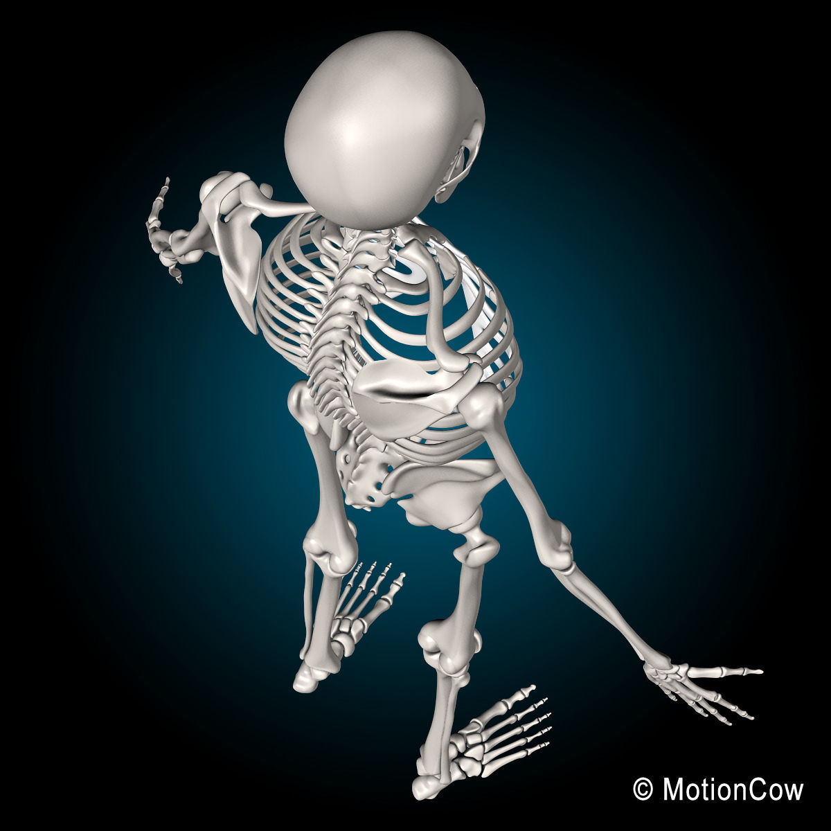 Skeleton and Nervous System 3D model_44