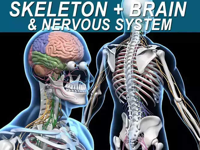 Skeleton and Nervous System 3D model
