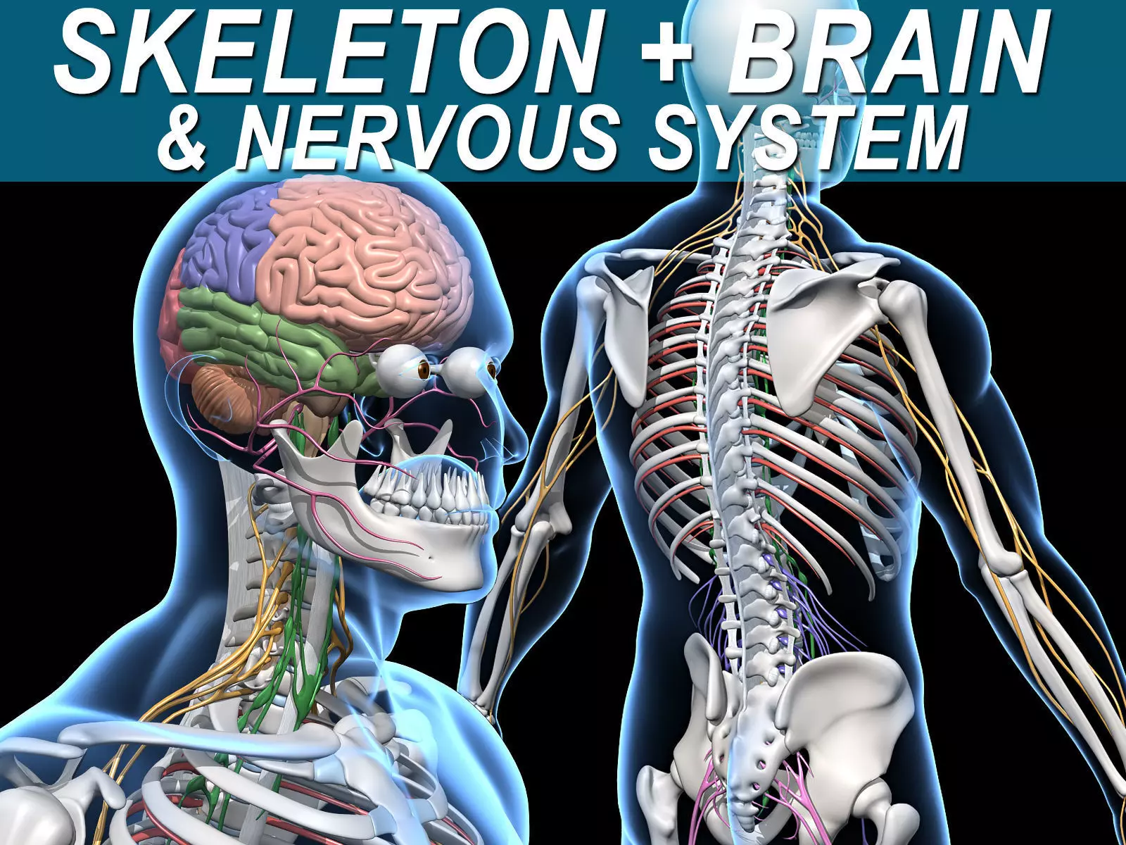 Skeleton and Nervous System 3D model_0