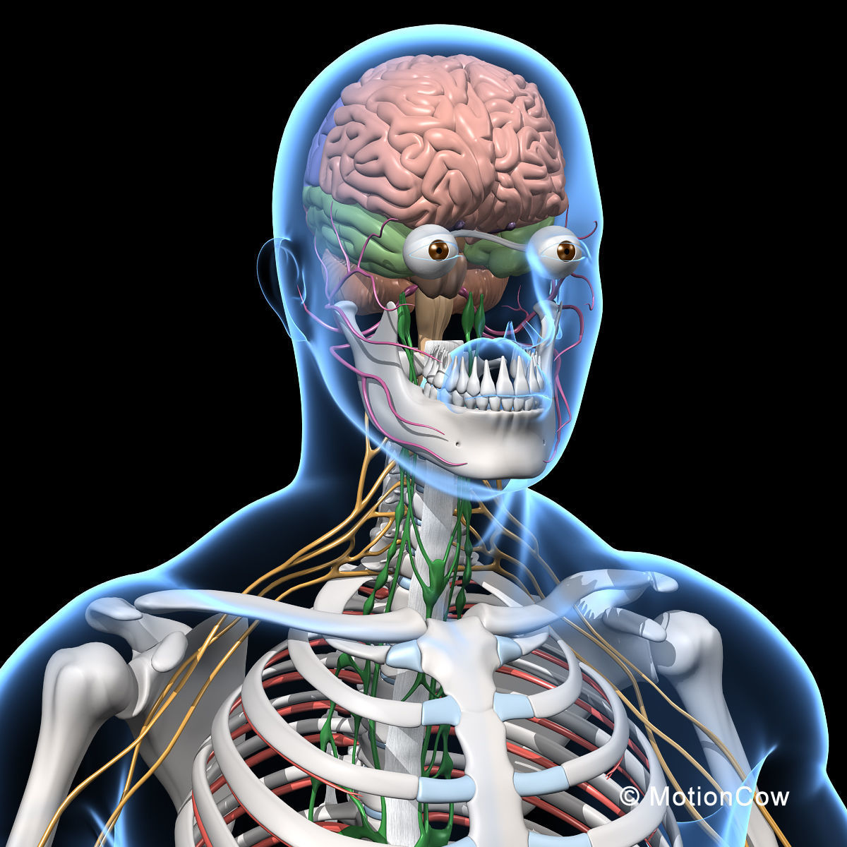 Skeleton and Nervous System 3D model_18