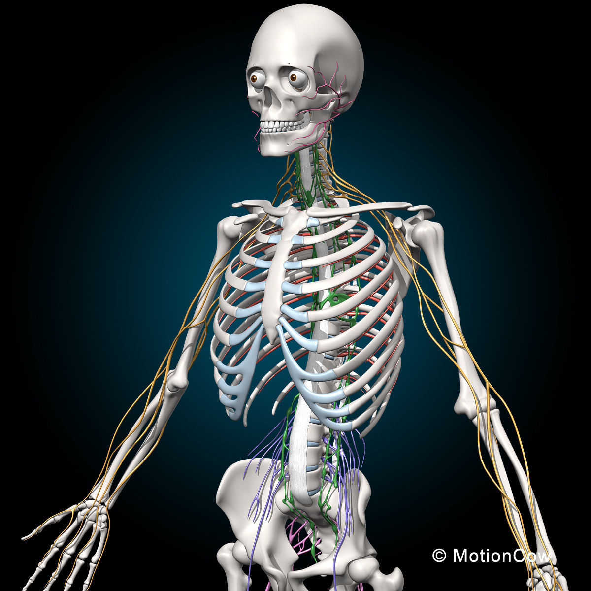 Skeleton and Nervous System 3D model_2