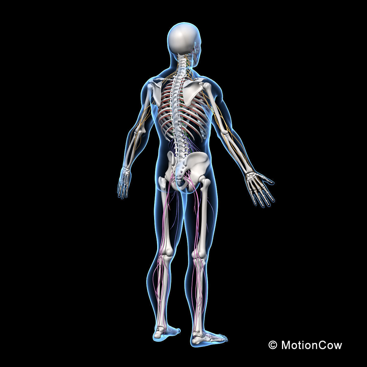 Skeleton and Nervous System 3D model_11