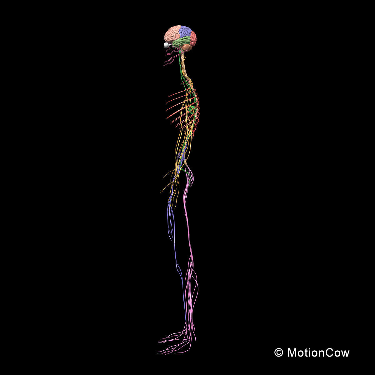Skeleton and Nervous System 3D model_16
