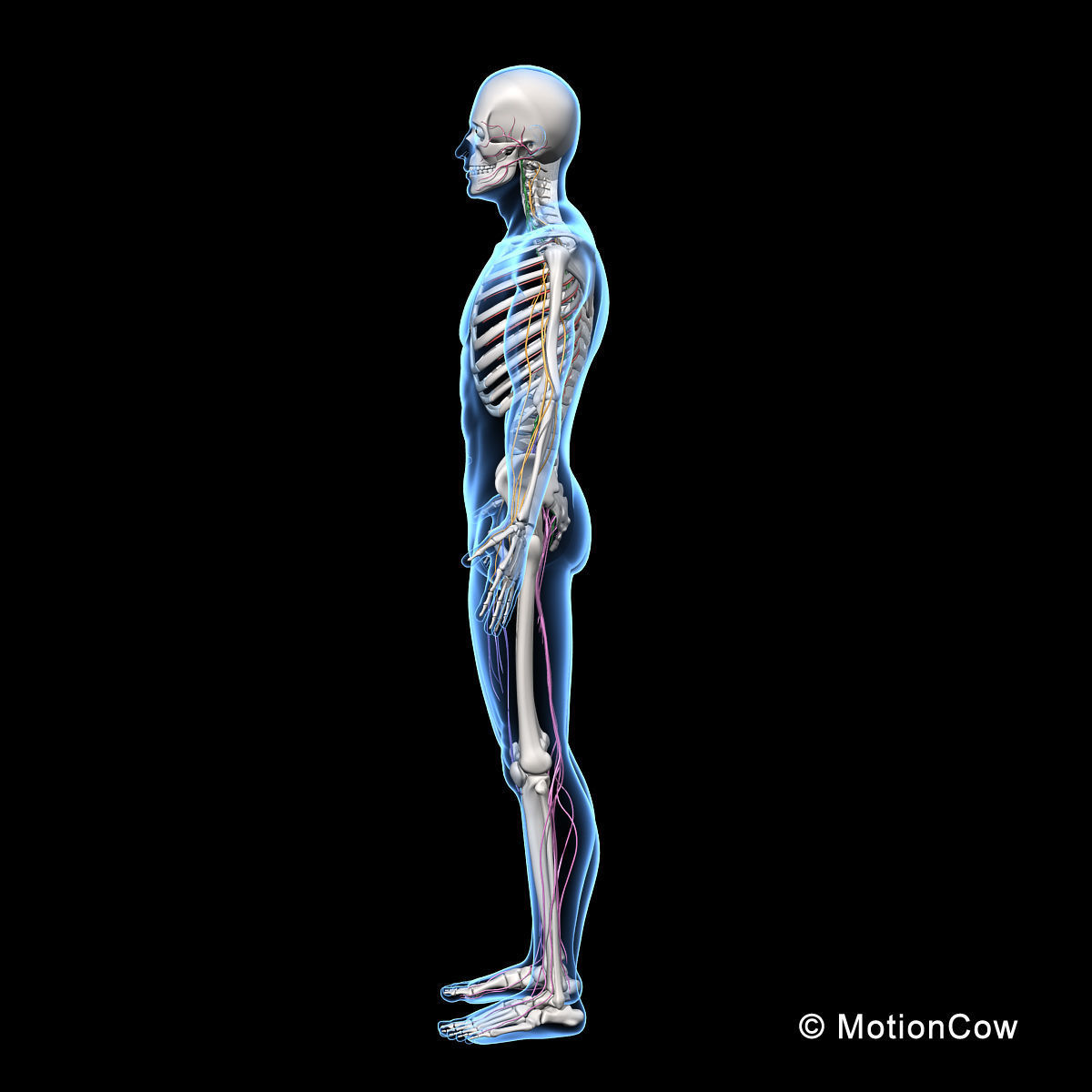 Skeleton and Nervous System 3D model_15