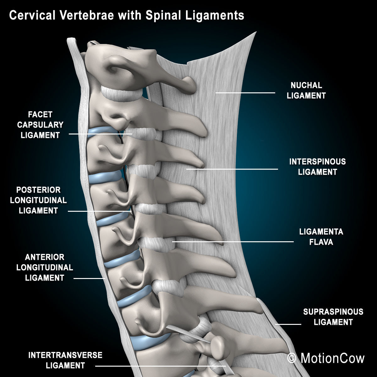Skeleton and Nervous System 3D model_51