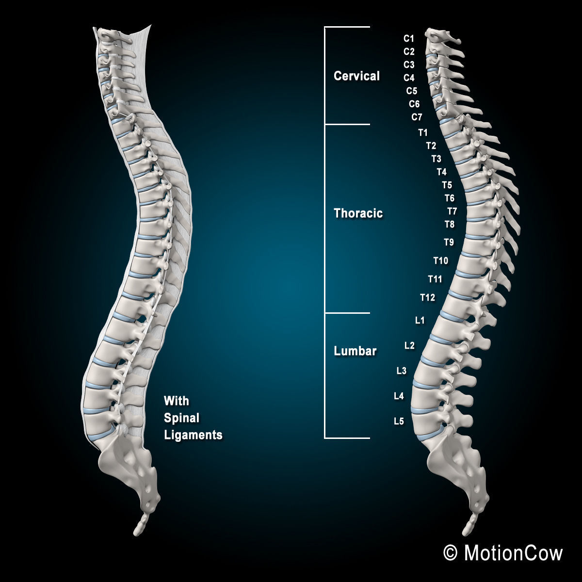 Skeleton and Nervous System 3D model_47
