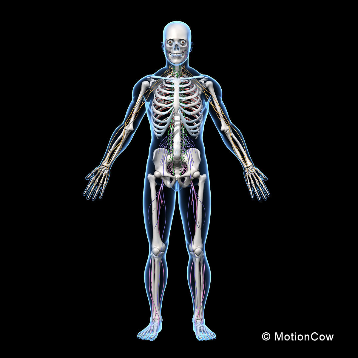 Skeleton and Nervous System 3D model_9