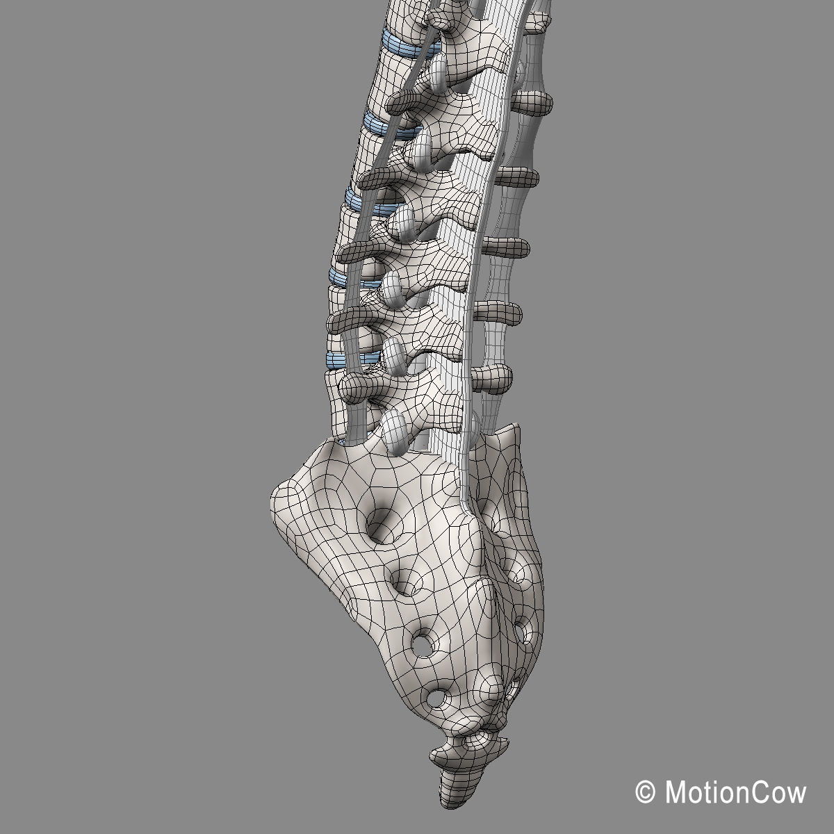 Skeleton and Nervous System 3D model_65