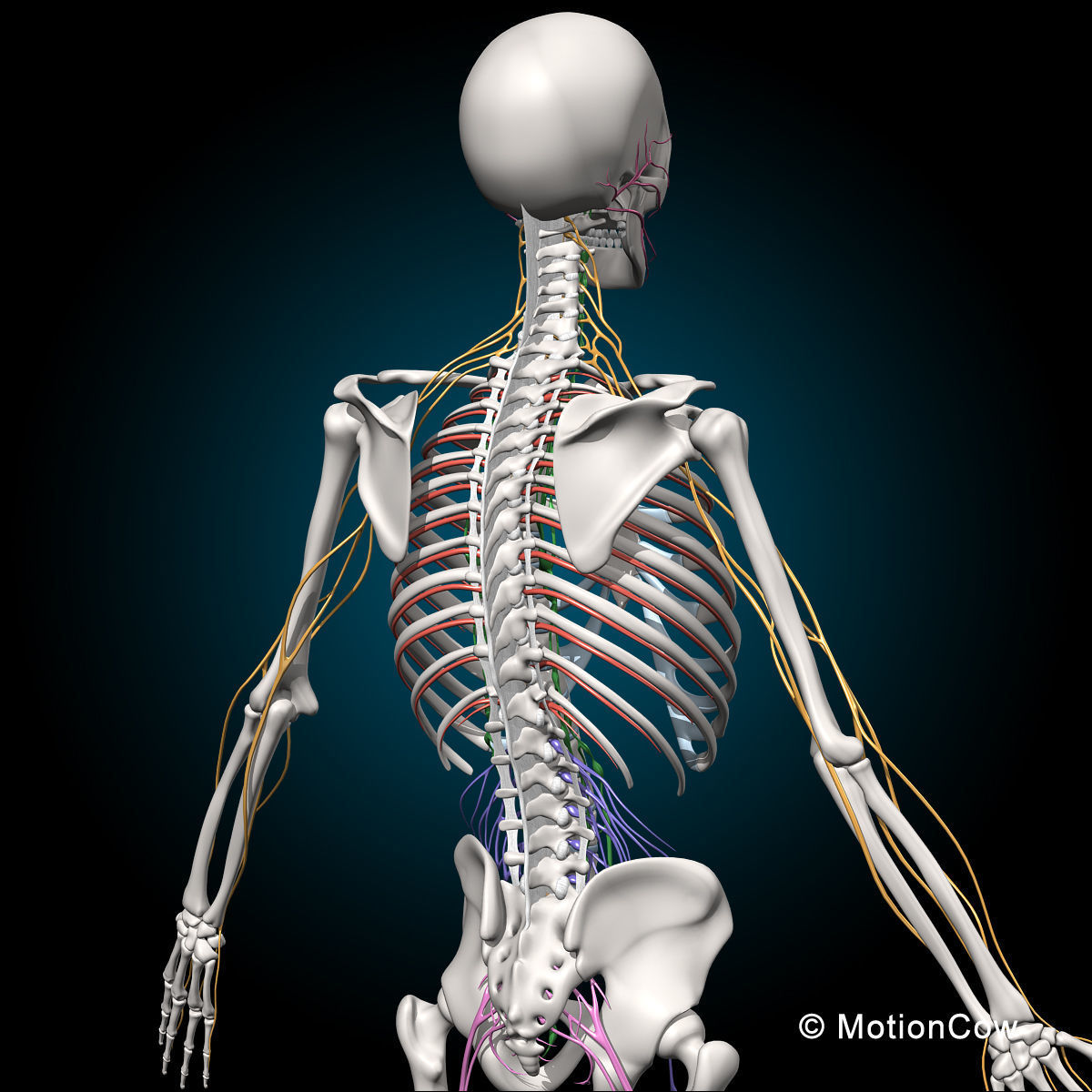 Skeleton and Nervous System 3D model_4