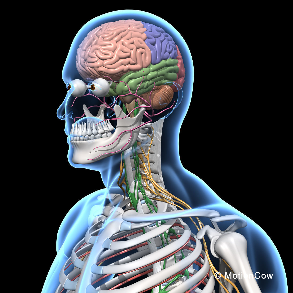 Skeleton and Nervous System 3D model_17