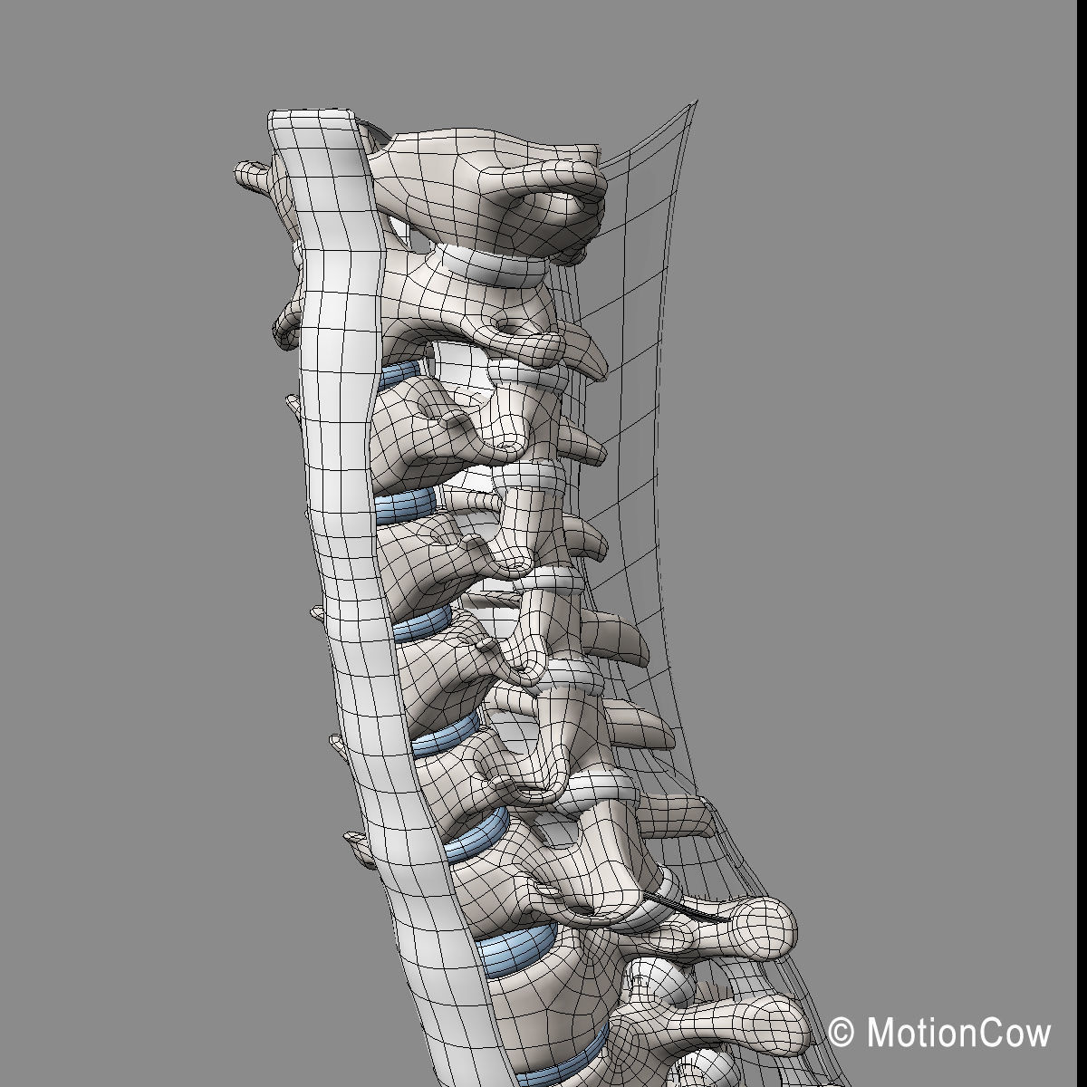 Skeleton and Nervous System 3D model_64