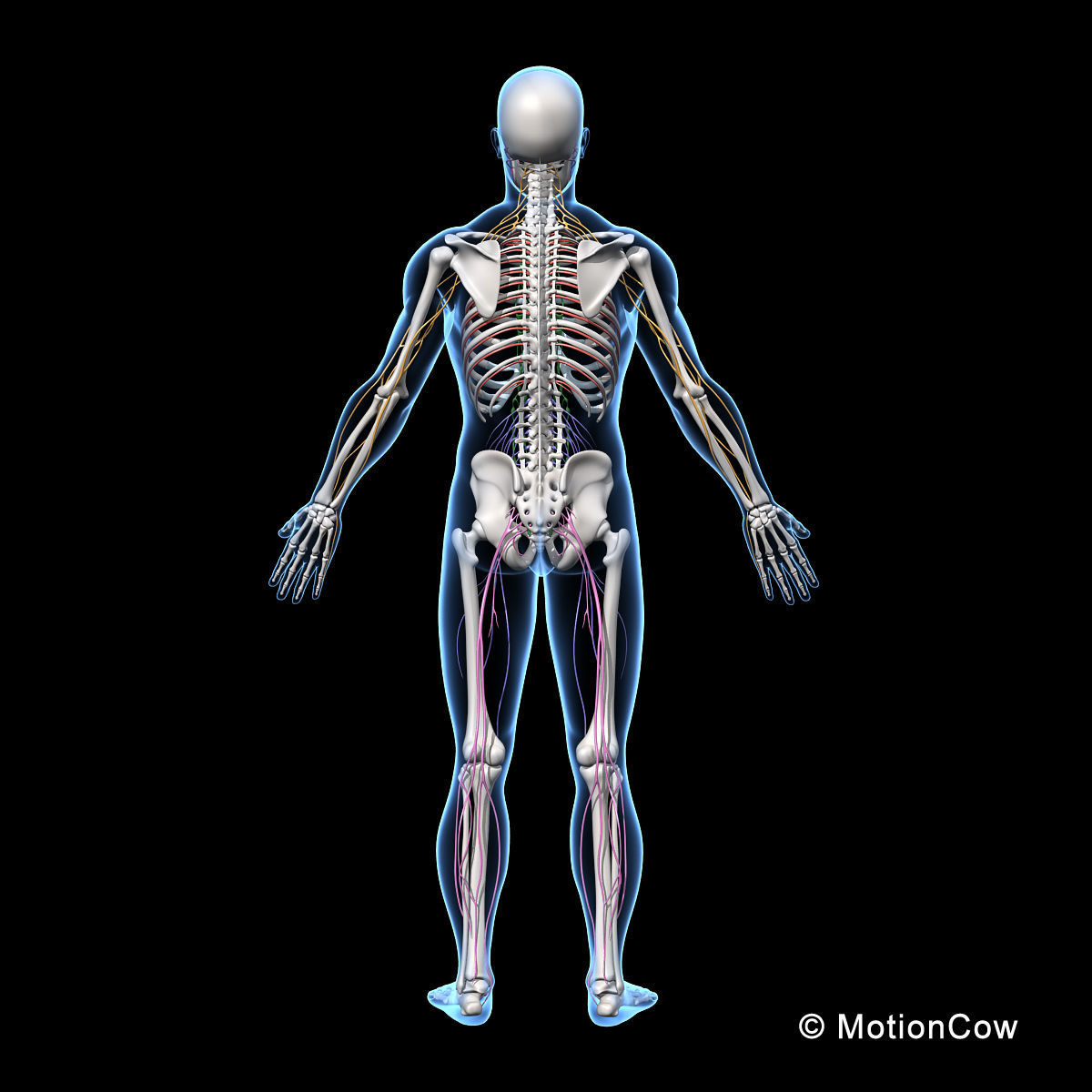 Skeleton and Nervous System 3D model_13