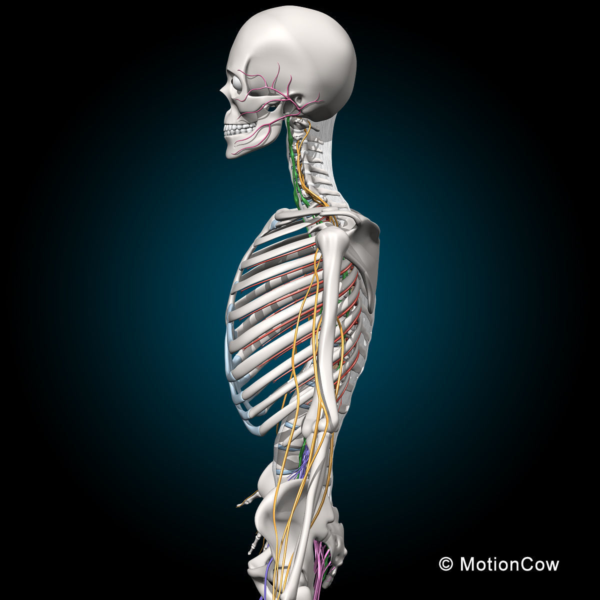 Skeleton and Nervous System 3D model_6