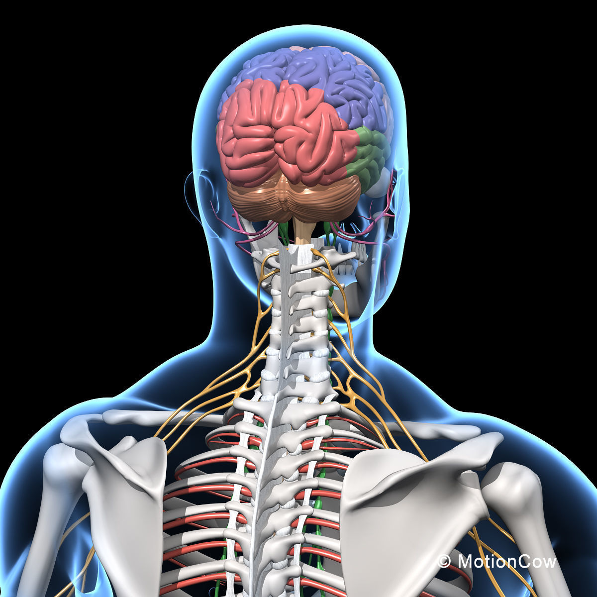 Skeleton and Nervous System 3D model_19