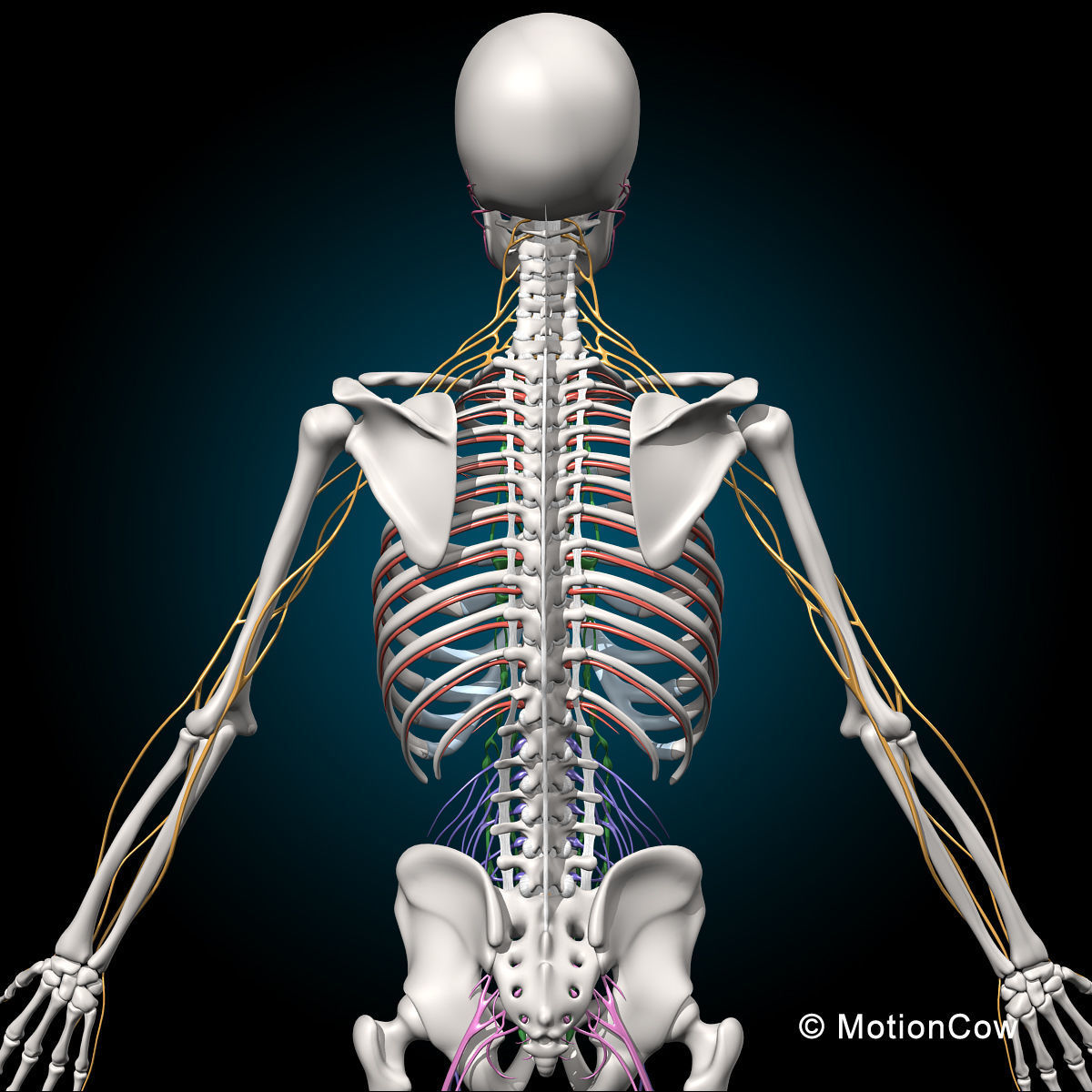 Skeleton and Nervous System 3D model_5