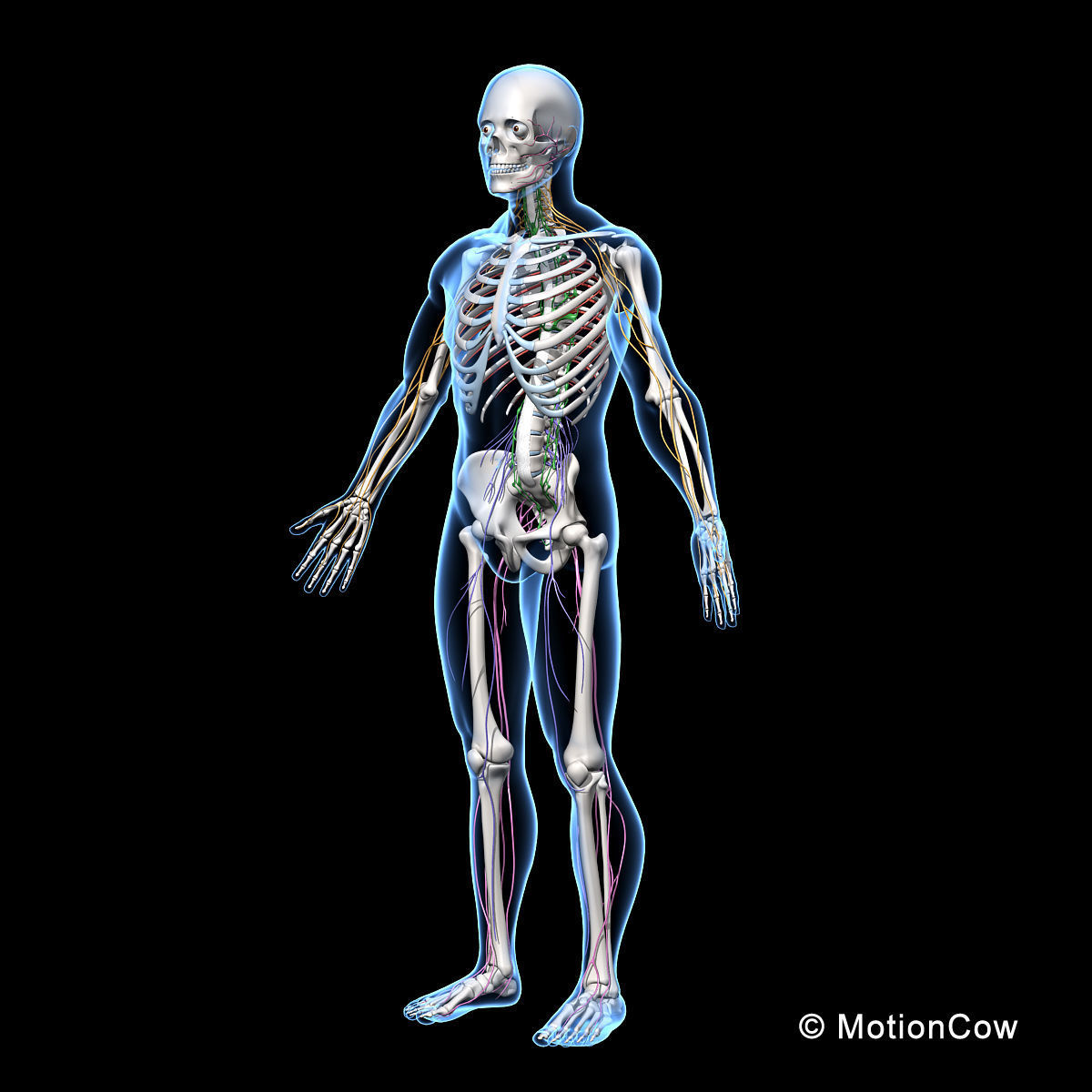 Skeleton and Nervous System 3D model_7