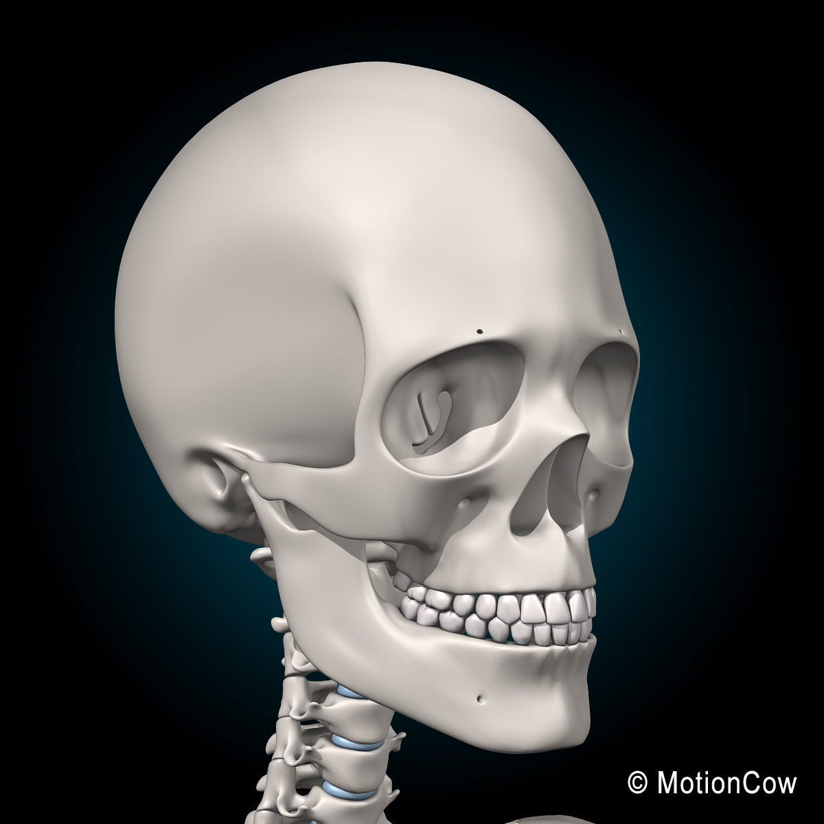 Skeleton and Nervous System 3D model_38