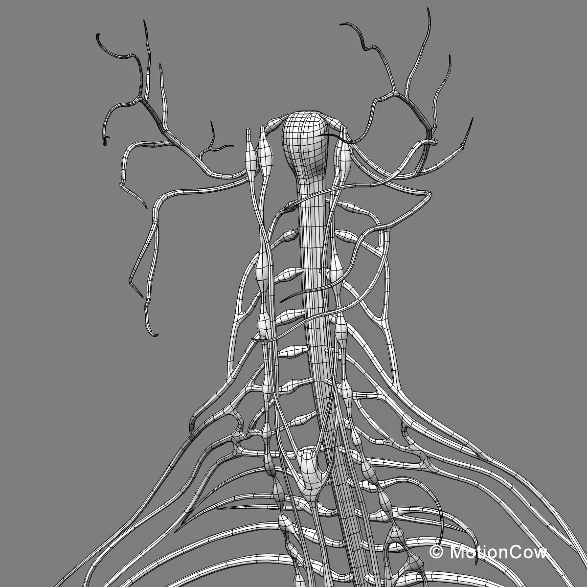 Skeleton and Nervous System 3D model_59