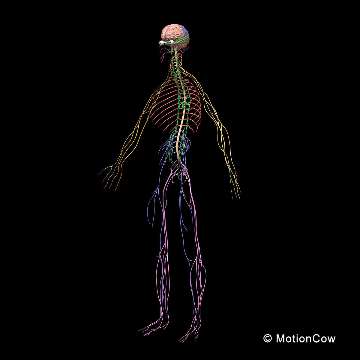 Skeleton and Nervous System 3D model_8