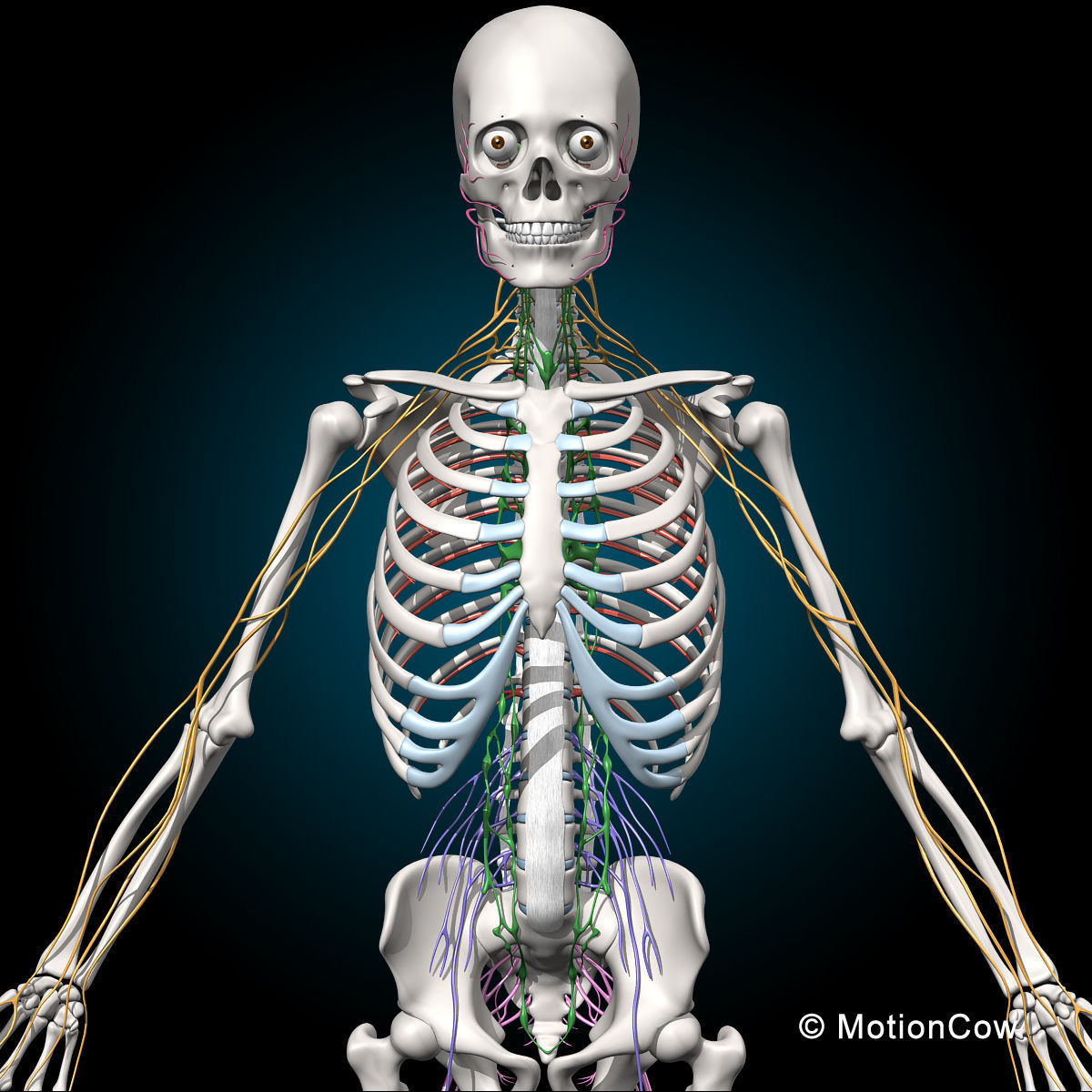 Skeleton and Nervous System 3D model_3