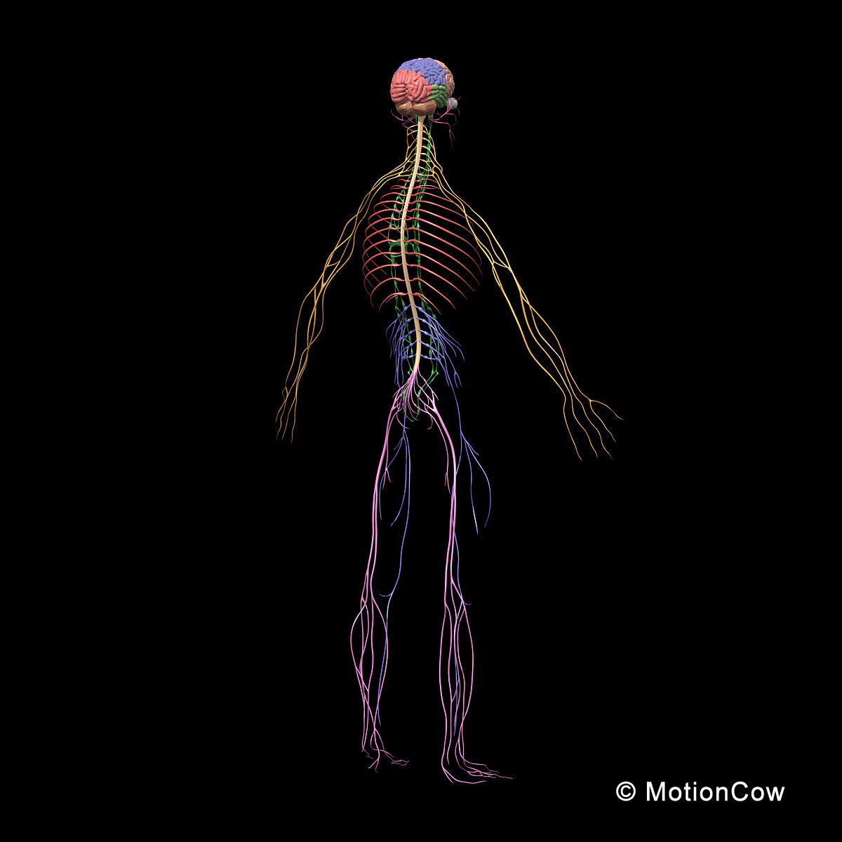 Skeleton and Nervous System 3D model_12