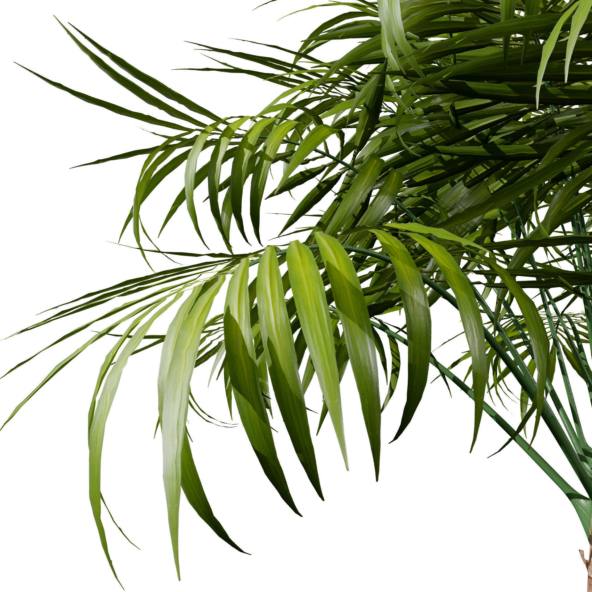 Indoor Potted Palm Collection  Low-poly 3D model_6