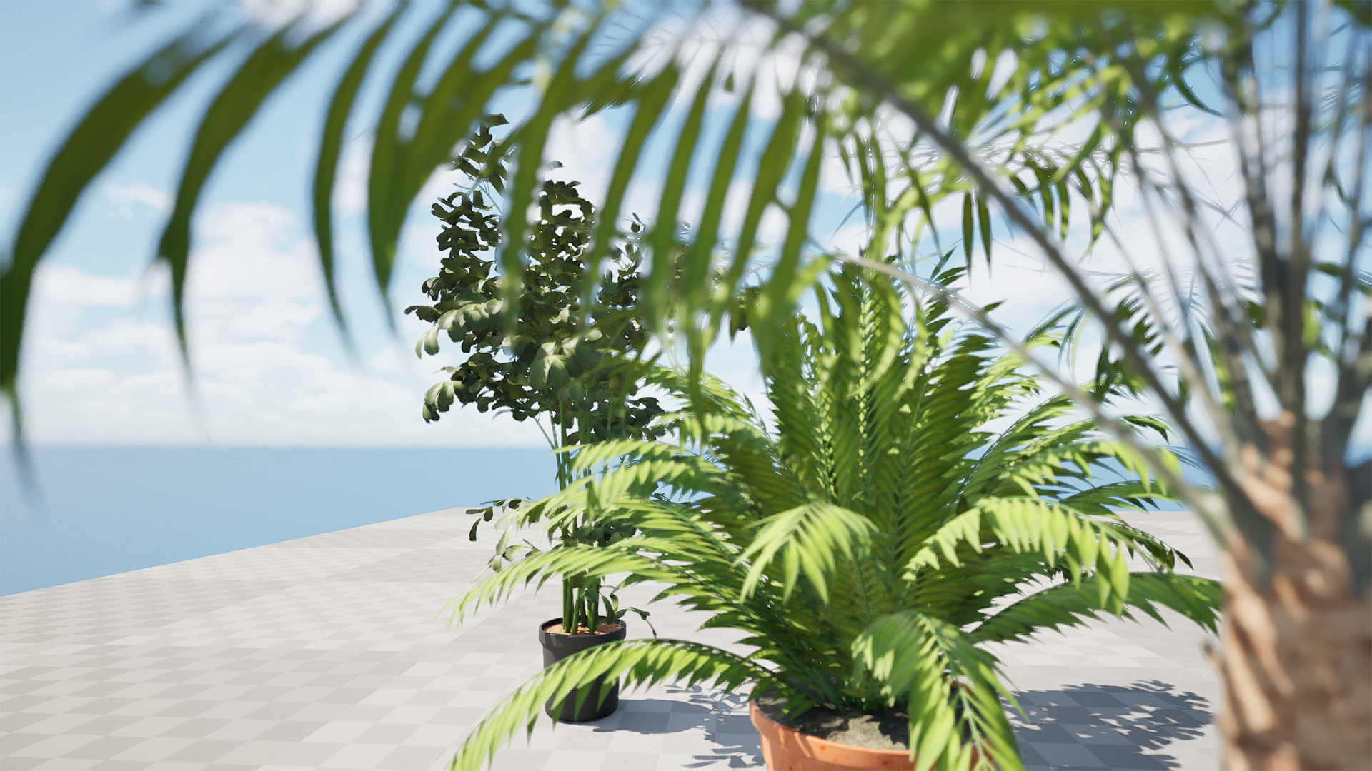 Indoor Potted Palm Collection  Low-poly 3D model_4