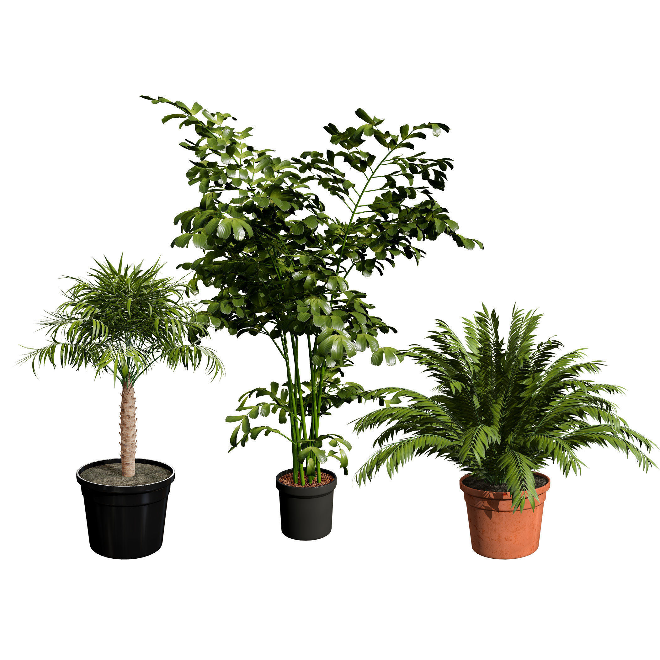 Indoor Potted Palm Collection  Low-poly 3D model_8