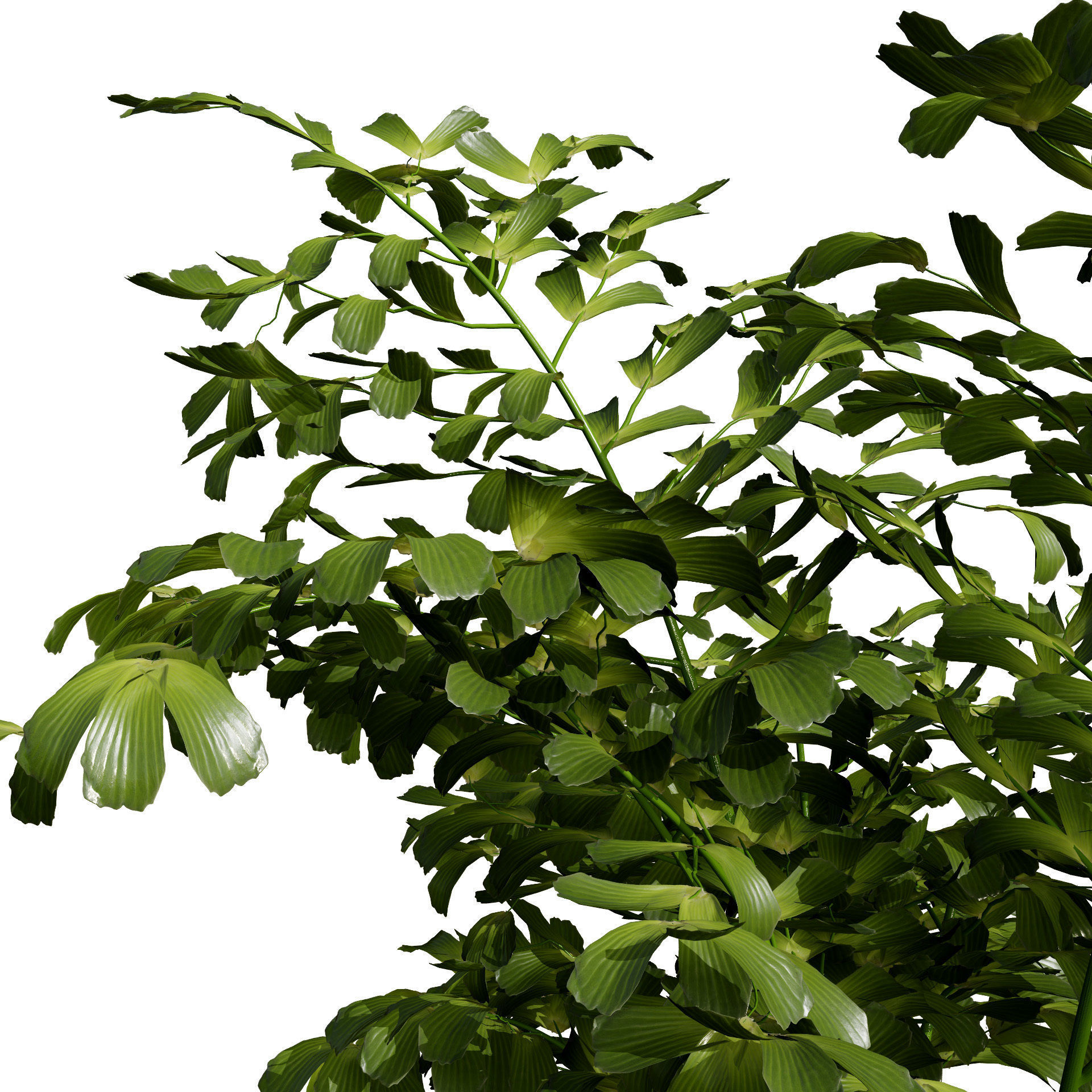 Indoor Potted Palm Collection  Low-poly 3D model_2