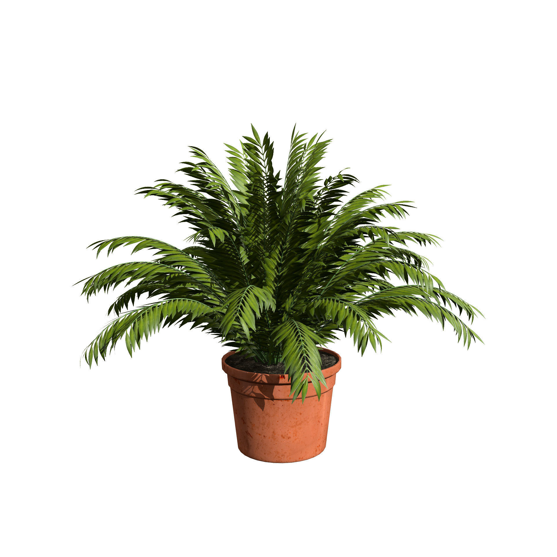Indoor Potted Palm Collection  Low-poly 3D model_3