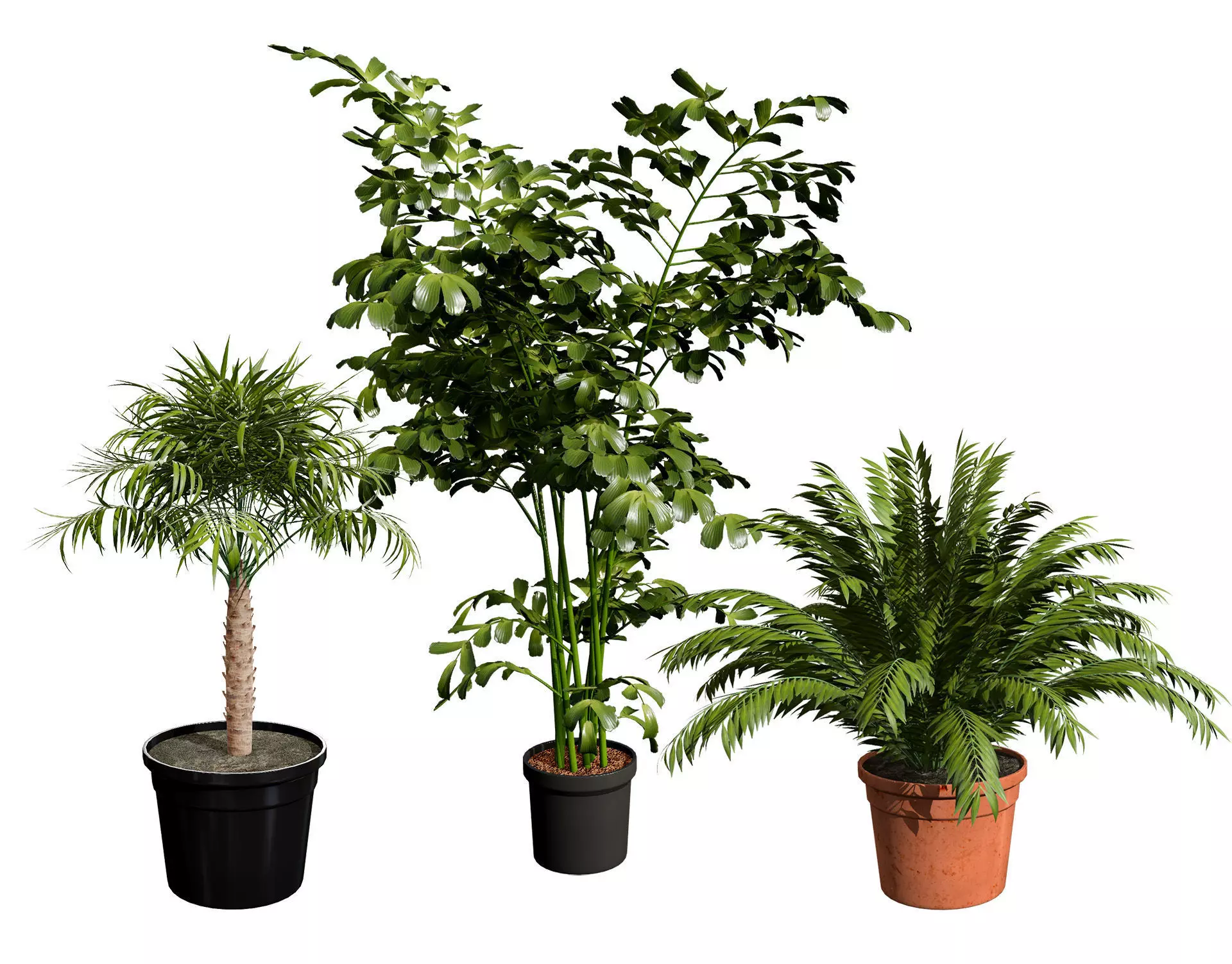 Indoor Potted Palm Collection  Low-poly 3D model_0