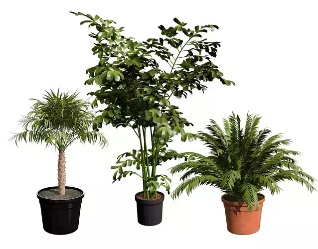 Indoor Potted Palm Collection  Low-poly 3D model