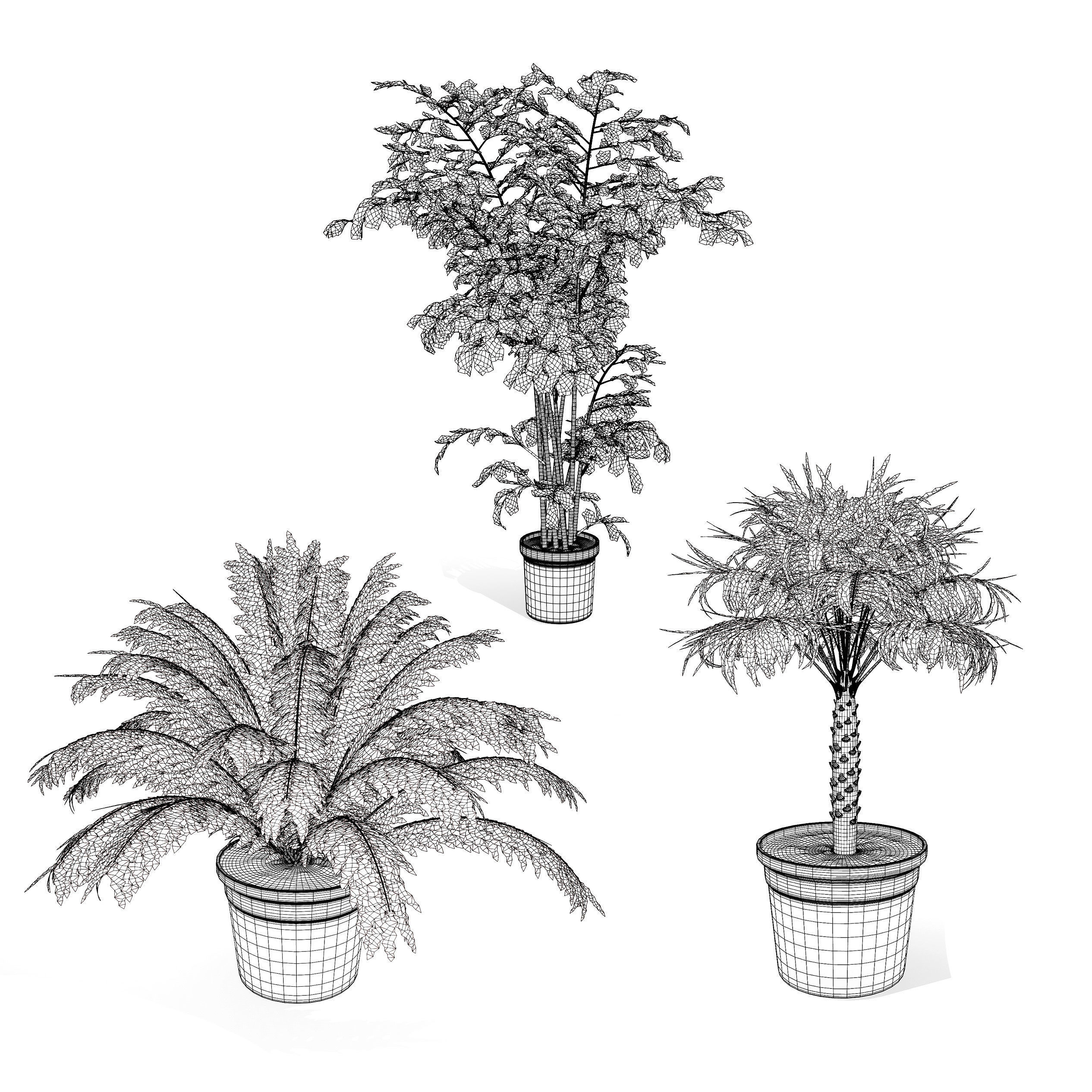 Indoor Potted Palm Collection  Low-poly 3D model_9