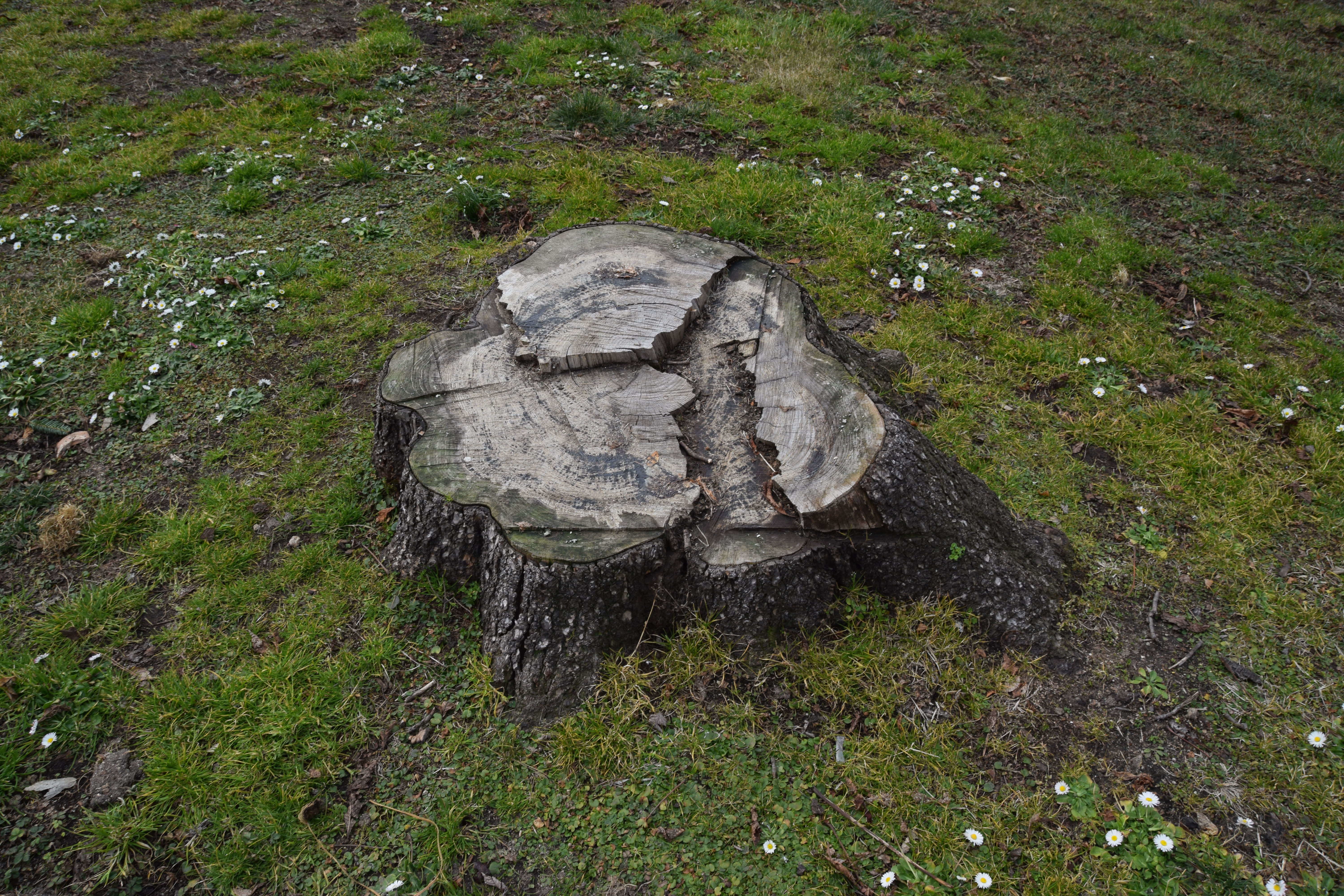Tree stump 3D model_5