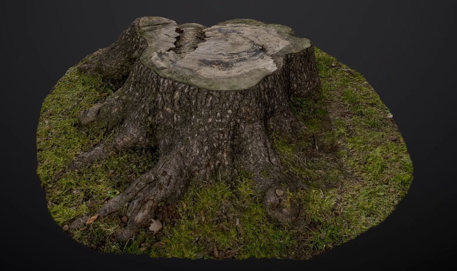 Tree stump 3D model_2