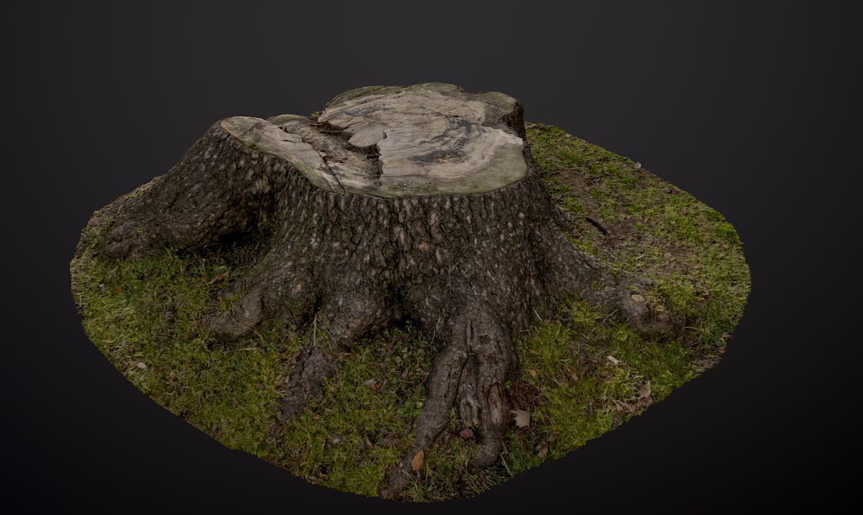 Tree stump 3D model_4