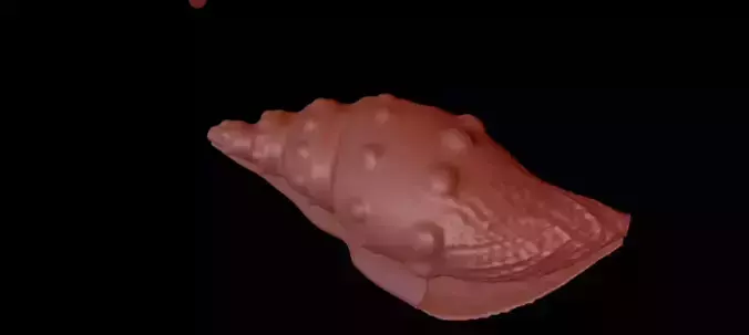 3D model of Conch shell