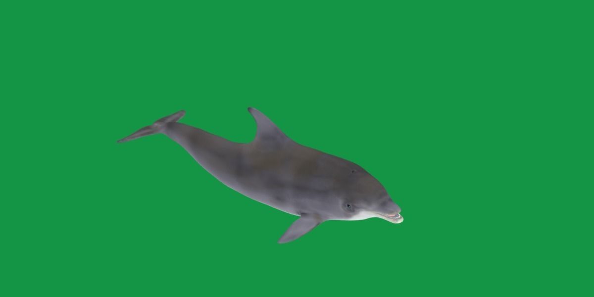 Bottlenose Dolphin 3D model_21