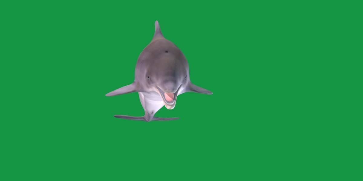 Bottlenose Dolphin 3D model_3