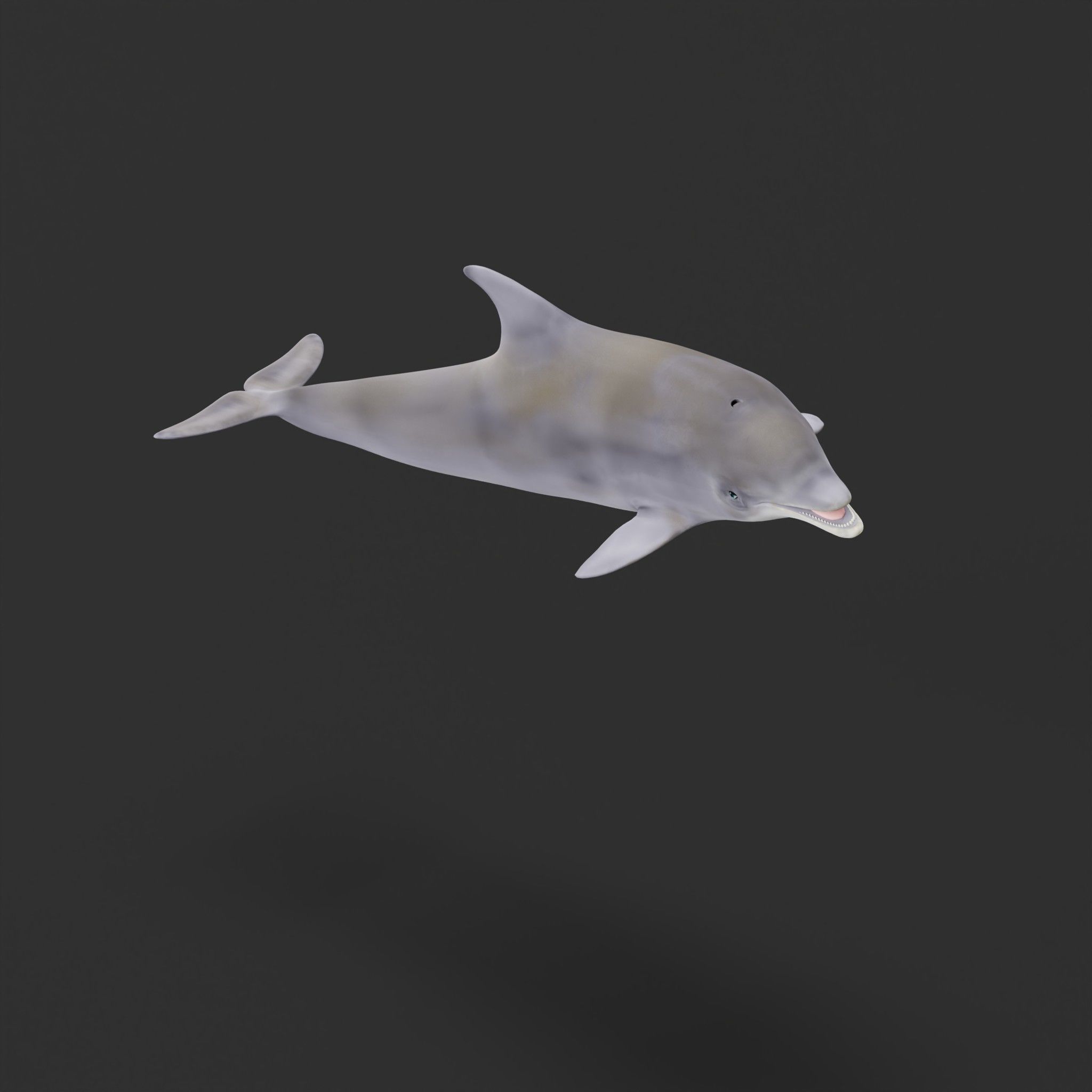 Bottlenose Dolphin 3D model_25