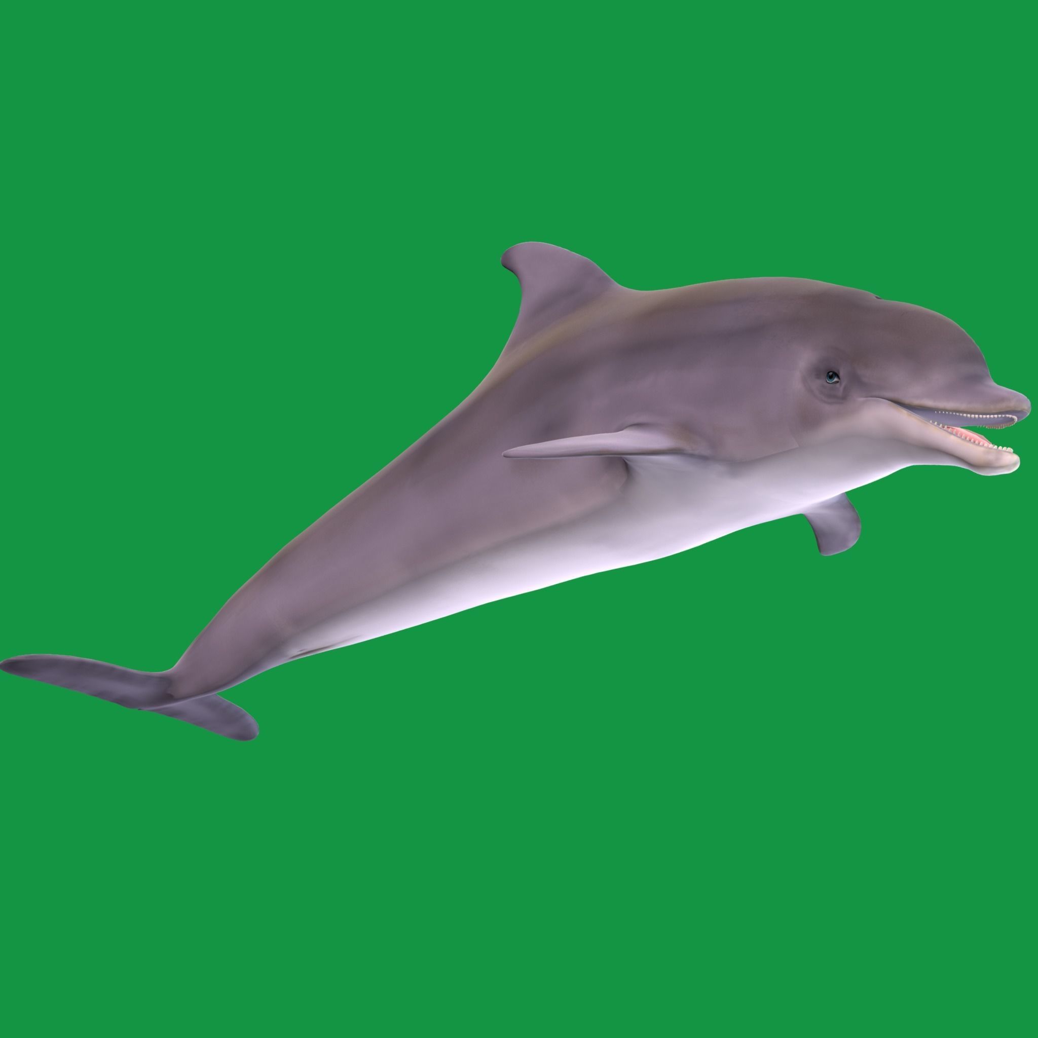 Bottlenose Dolphin 3D model_16
