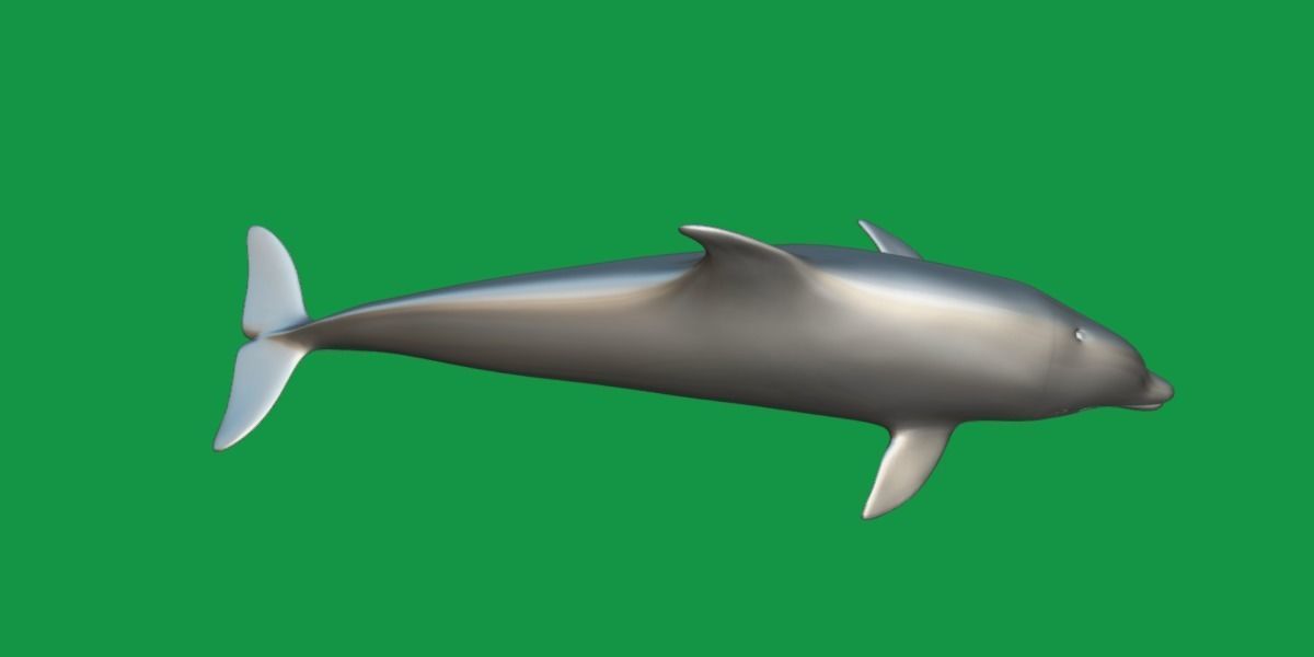 Bottlenose Dolphin 3D model_9