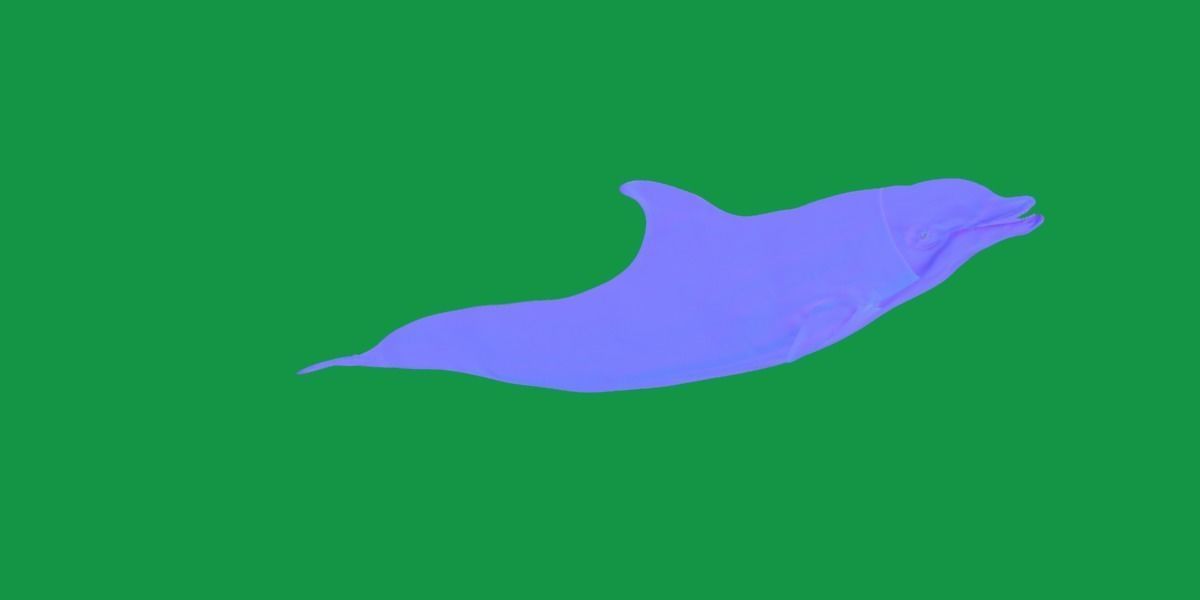 Bottlenose Dolphin 3D model_23