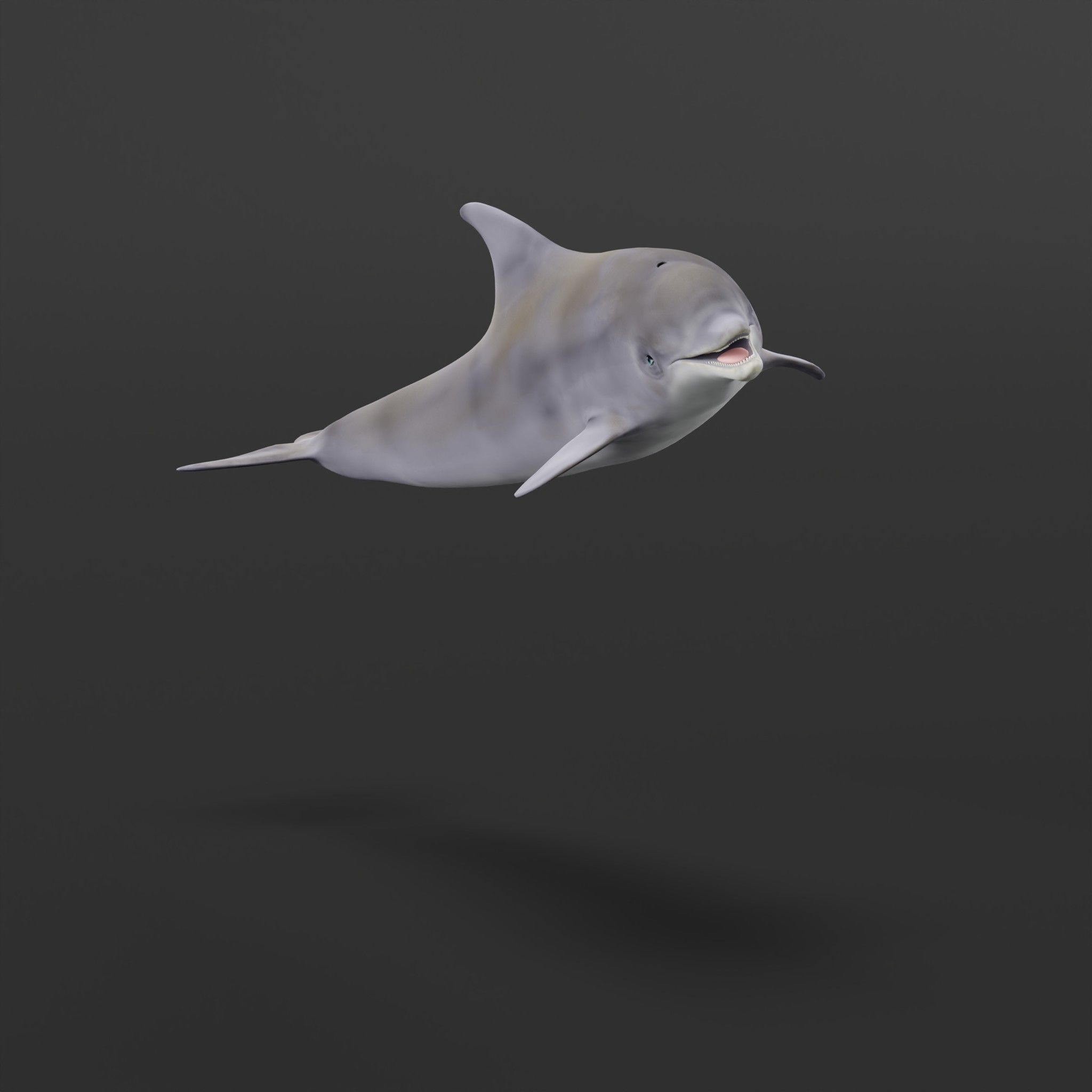 Bottlenose Dolphin 3D model_26