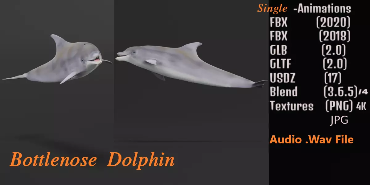 Bottlenose Dolphin 3D model_0