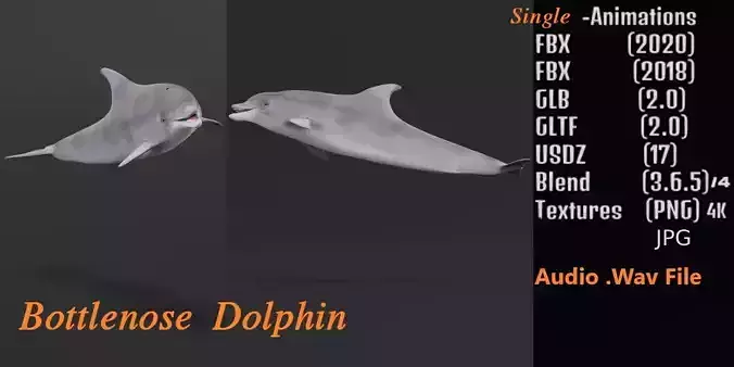 Bottlenose Dolphin 3D model