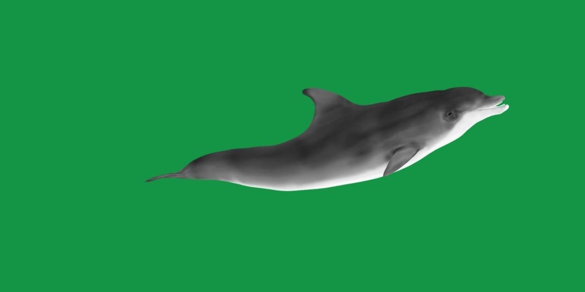 Bottlenose Dolphin 3D model_5