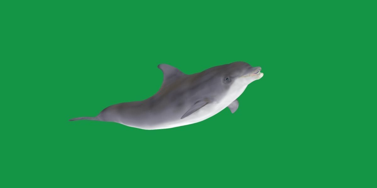 Bottlenose Dolphin 3D model_19