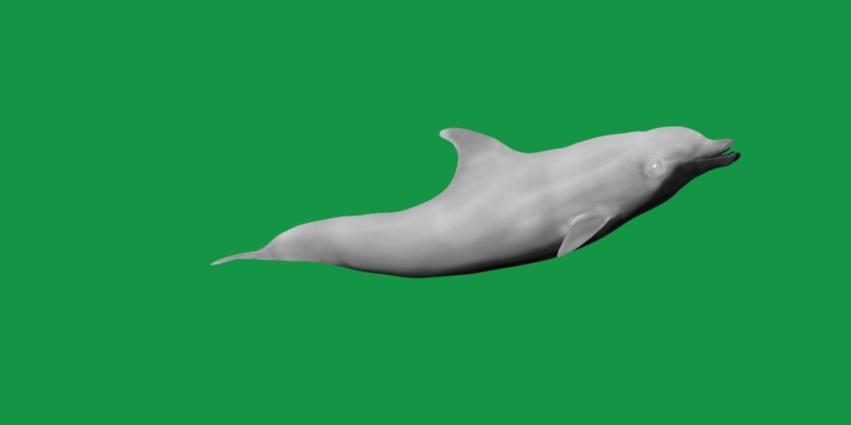Bottlenose Dolphin 3D model_4
