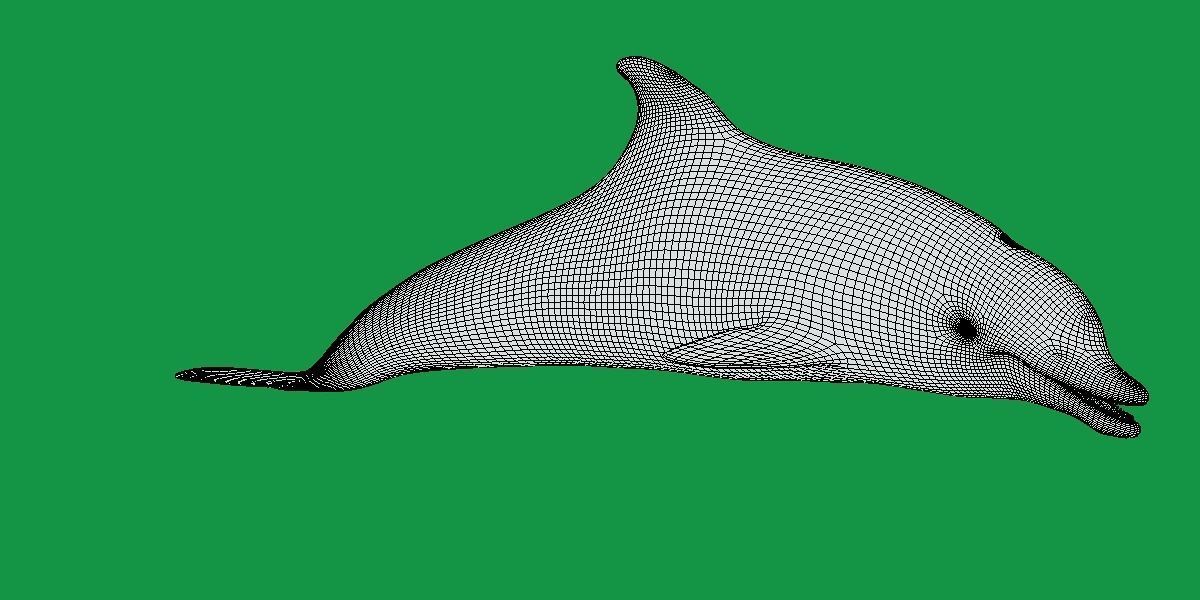 Bottlenose Dolphin 3D model_11